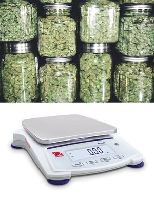 CANNABIS SCALE & CALIBRATION KIT - Weighing News