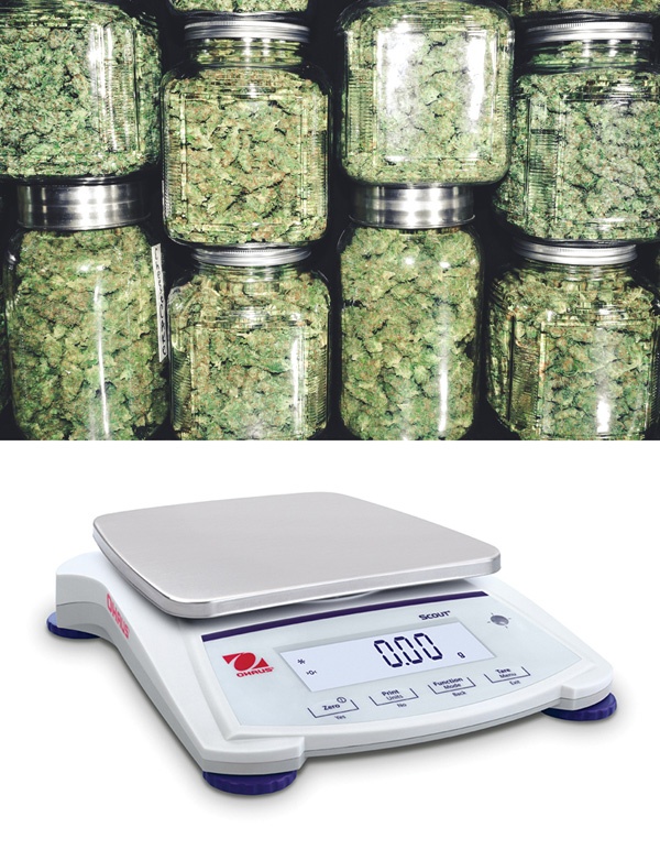 Rules and Regulations: Scales for Cannabis Businesses